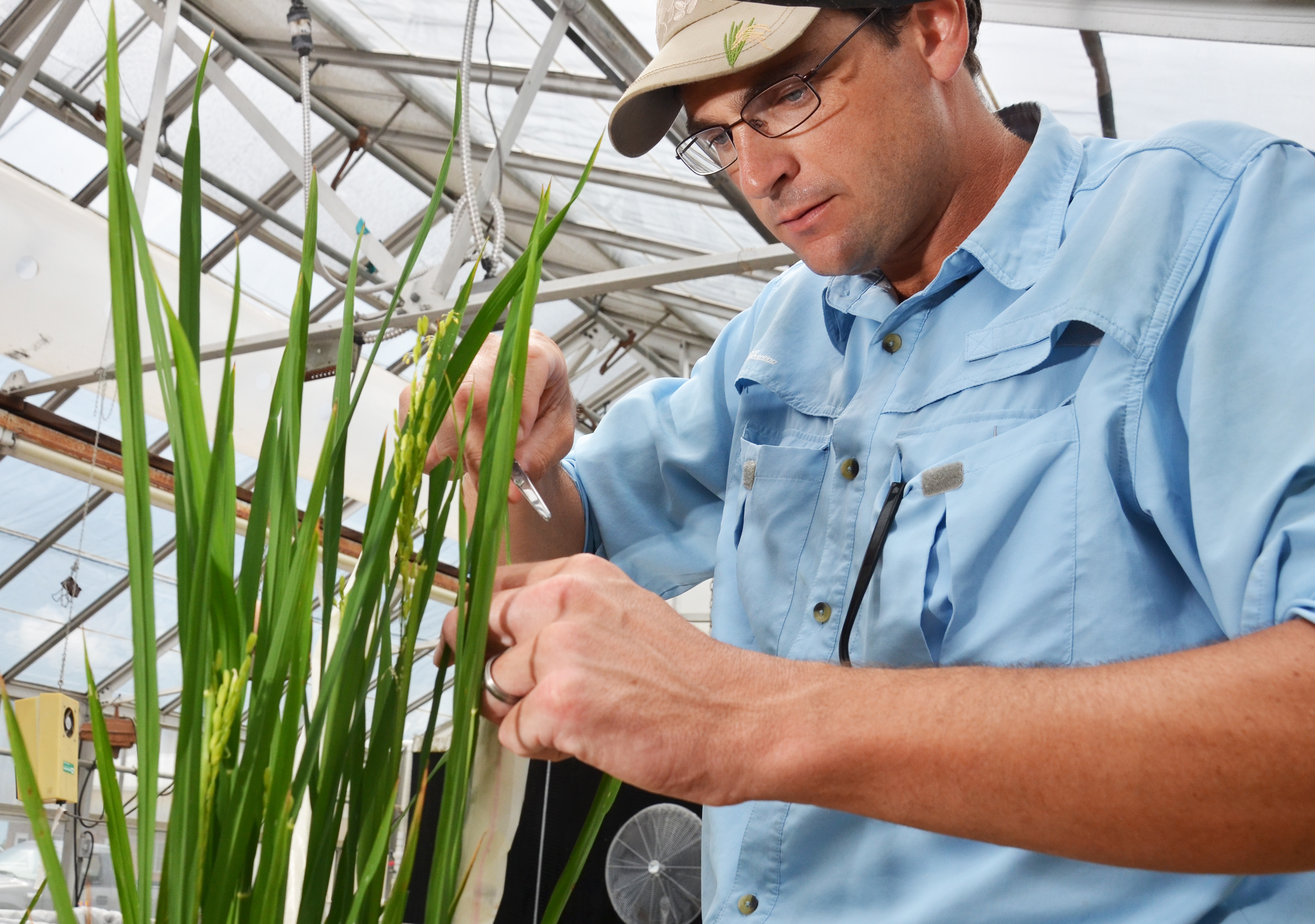 Adam Famoso: Breeding Better Rice
